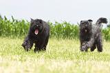 BOUVIER DES FLANDRES 050